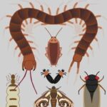 Lovebugz: An Anthro Insect Dating Sim