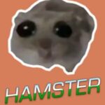 Hamster