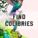 Find Colibries