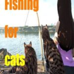 Fishing For Cats