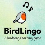 BirdLingo: A birdsong learning game