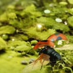 Insect Flight Simulator VR