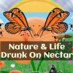 Drunk on Nectar