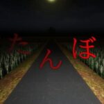 The Paddy Field
