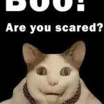 Boo! Are you scared?