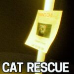 Cat Rescue