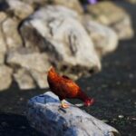 Unlucky Chicken
