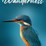 Wanderness