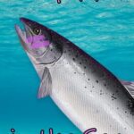 Plenty of Fish in the Sea