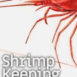 Shrimp Keeping Simulator