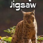 Wild Lynx Jigsaw