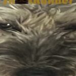 Snoot Runner