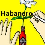 Habanero