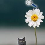 Peaceful Gardens 2: Cute Cats