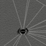 Spider Caro