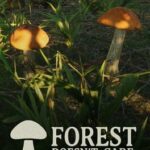 Forest Doesn’t Care