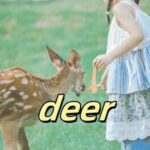 Deer
