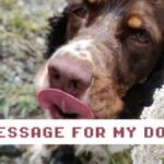 Message for My Dog