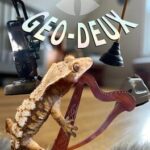 Geo-Deux