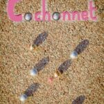 Cochonnet