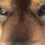 Snoot Booper
