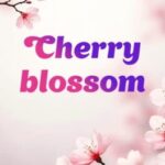 Cherry blossom