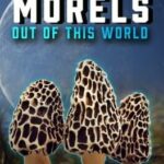 Morels: Out of this World
