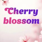 Cherry Blossom